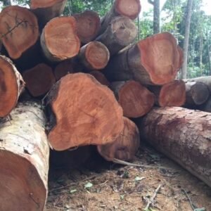 Beli Wood Logs