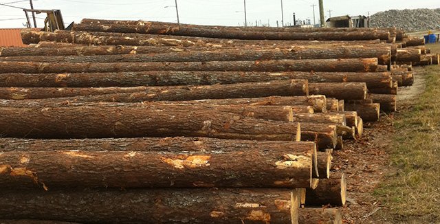 Pine Wood Logs