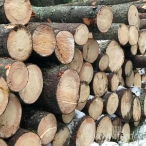 Spruce Wood Logs