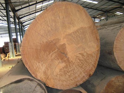 Iron Wood Logs