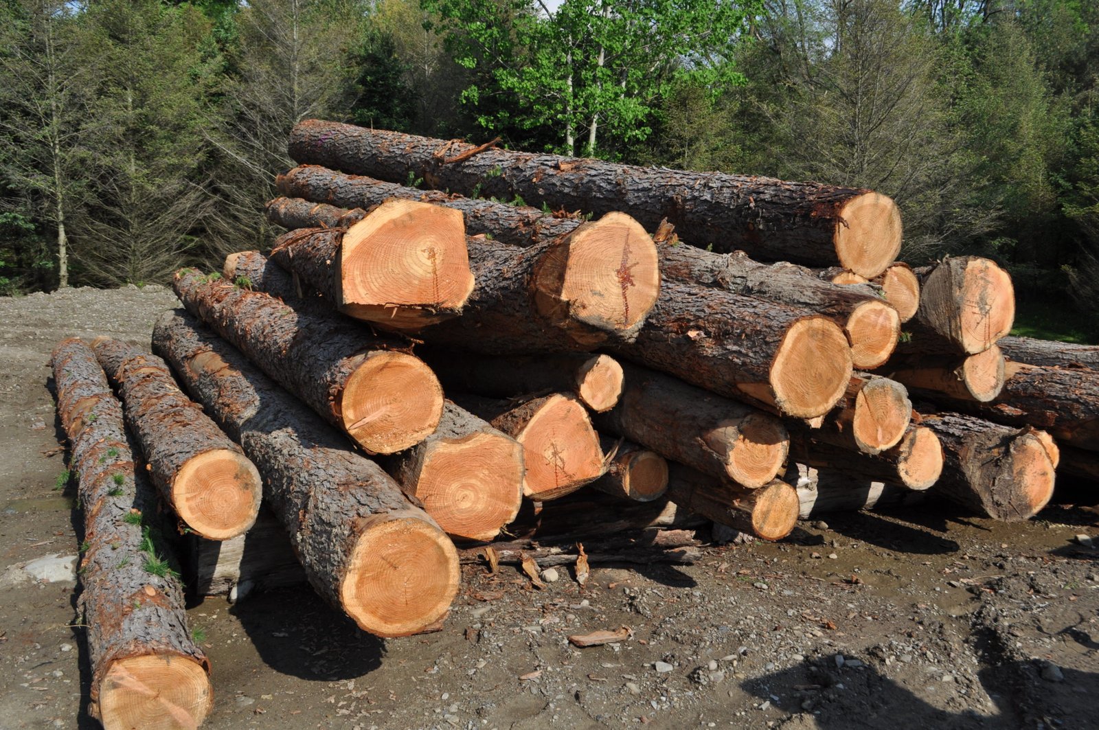 Larch Wood Logs