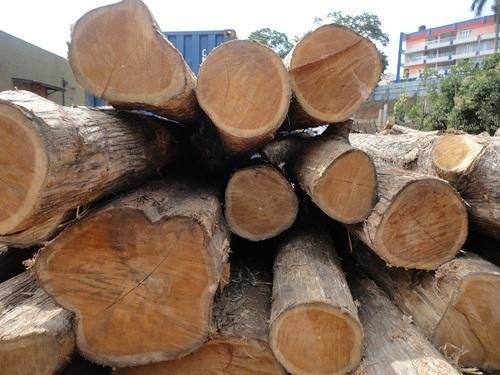 Teak Wood Logs